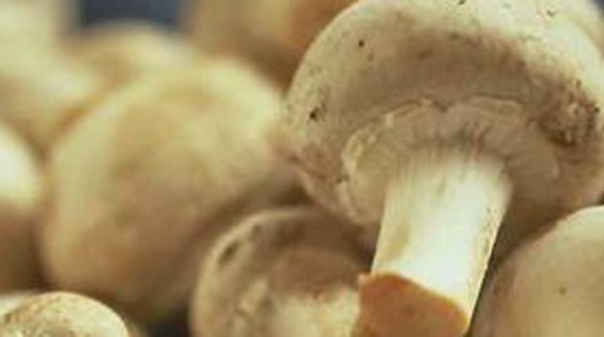 Zehirli mantar uyarısı