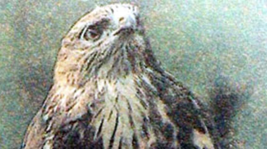 Kuş beyinli kavramı açıklandı