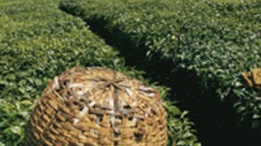 Yaş &ccedil;ay taban fiyatı a&ccedil;ıklandı