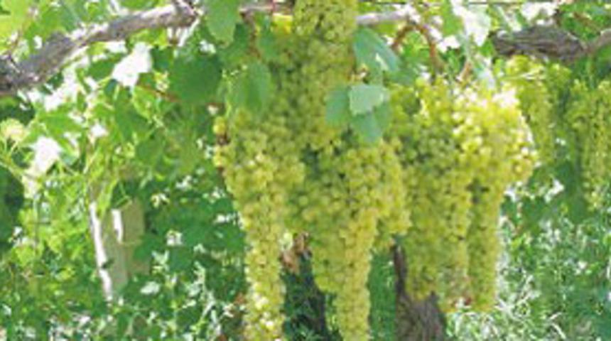 Şifa kaynağı &Uuml;z&uuml;m'&uuml;n faydaları