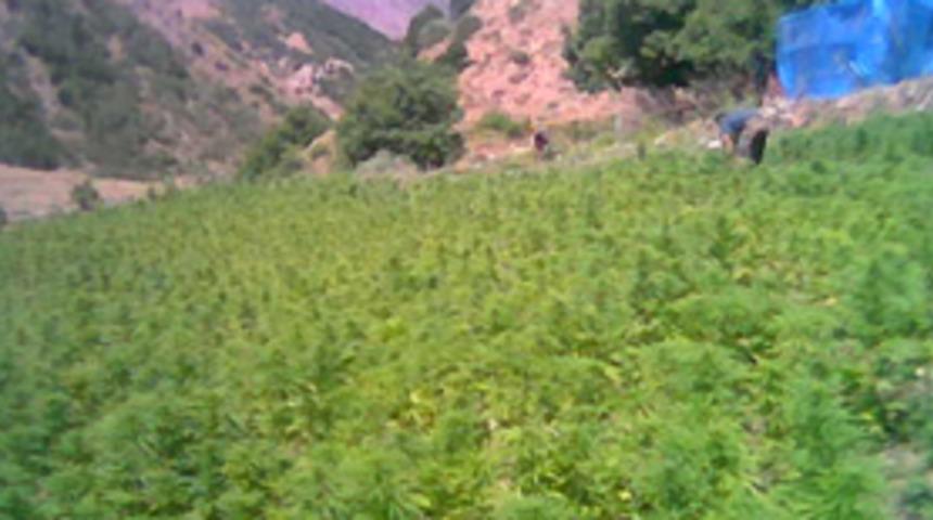 Esrar tarlalarında &ccedil;atışma