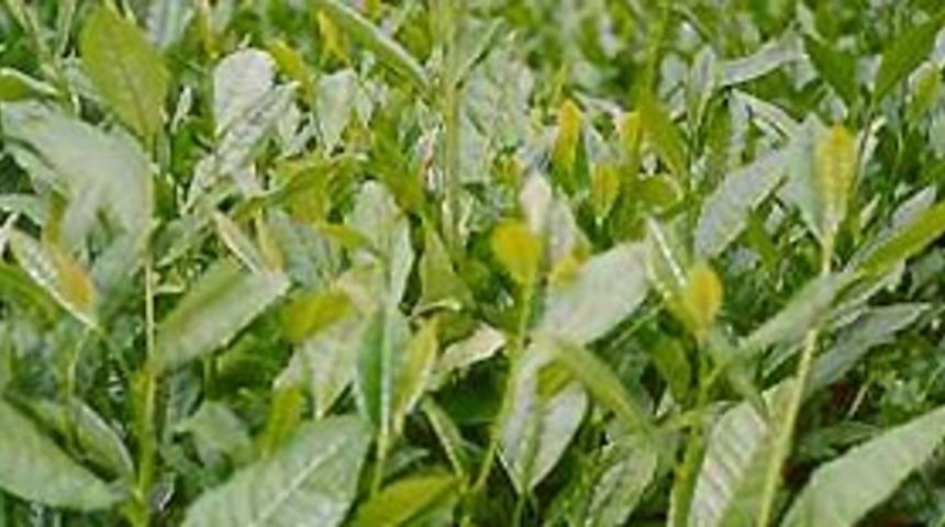 Yeşil &ccedil;ay satışları artıyor