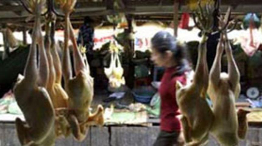 Virüse virüsle çözüm