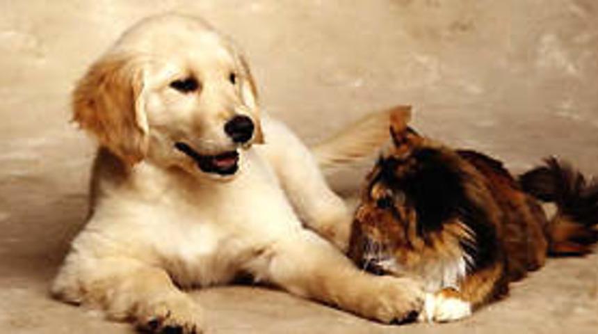 Evcil hayvanlarla ilişkiler nasıl olmalı?