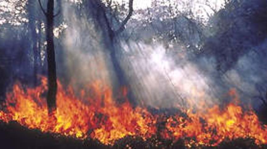 Orman yangınlarına yılda 2 trilyon