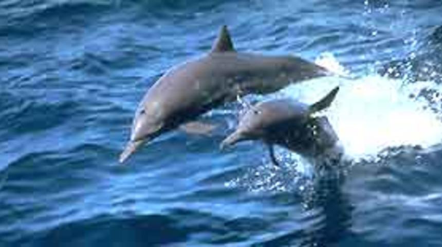 İstanbul Boğazı'na avcı yunus akını