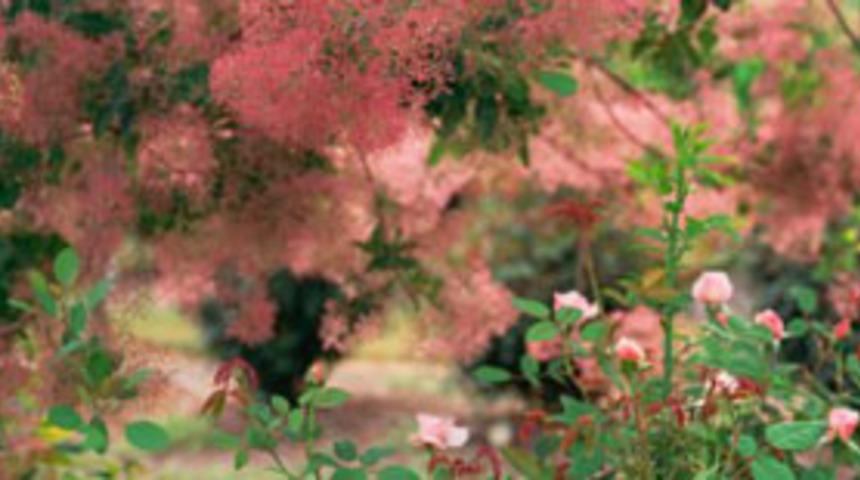 Dağ bitkileri şifa kaynağı