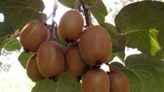 Kivi yaşlanmayı önlüyor