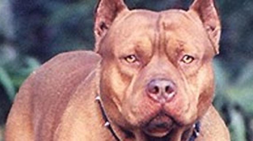 Pitbull dehşeti belgeleriyle Meclis'e taşındı