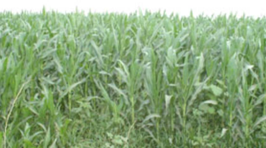 Mısır &uuml;reticisinin kota korkusu