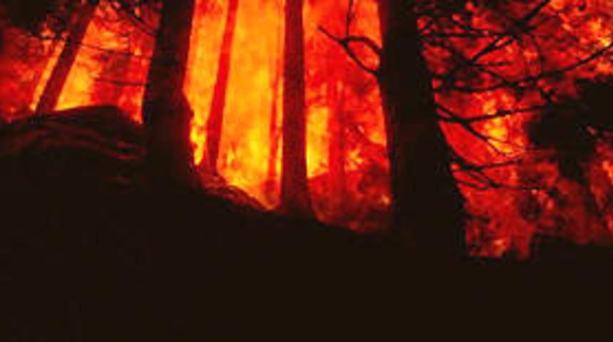 Muğla'da orman yangını