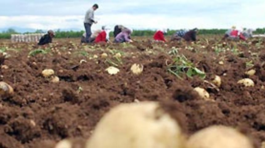 Patates &uuml;reticisine erken hasat uyarısı