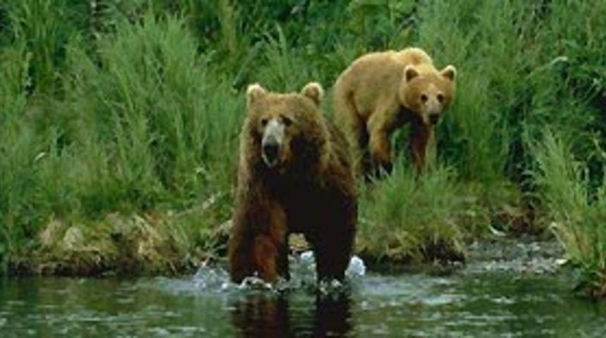 Moskova'da ayılar kış uykusundan uyandı