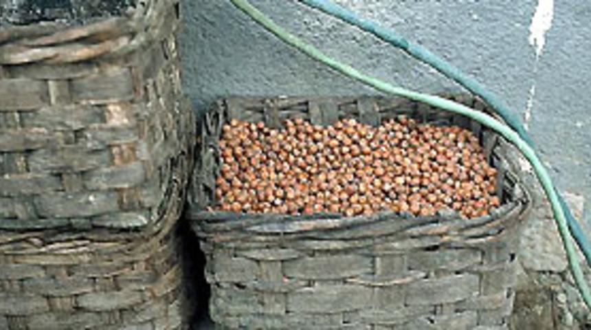 Fındığı dişle kırmak zararlı