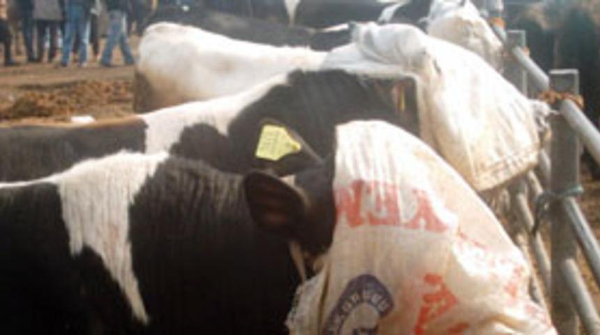 Aziz Fermin Festivali bug&uuml;n başladı