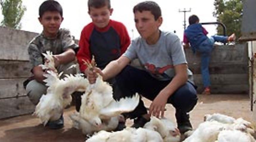 Kuş gribi 1 aydır mı var?