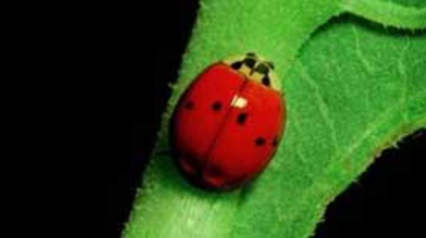 Hayvanlara dair ilgin&ccedil; ger&ccedil;ekler