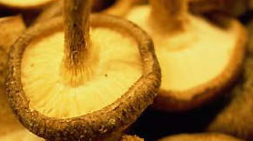 Mantar zehirlenmelerine dikkat