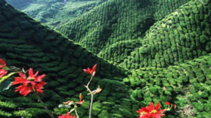 &Ccedil;aykur 5 g&uuml;nde 6 bin ton yaş &ccedil;ay aldı