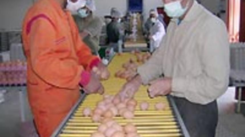 Kuş gribinin maliyeti 1 milyar dolar