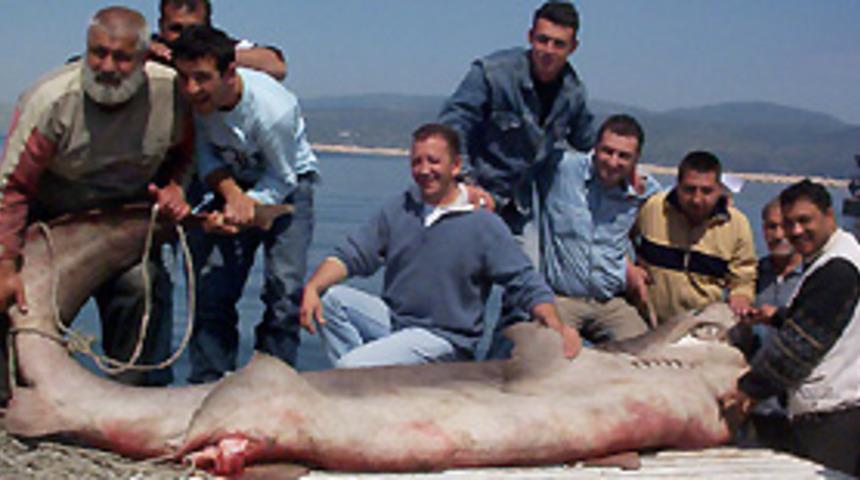 İmralı a&ccedil;ıklarında k&ouml;pek balığı