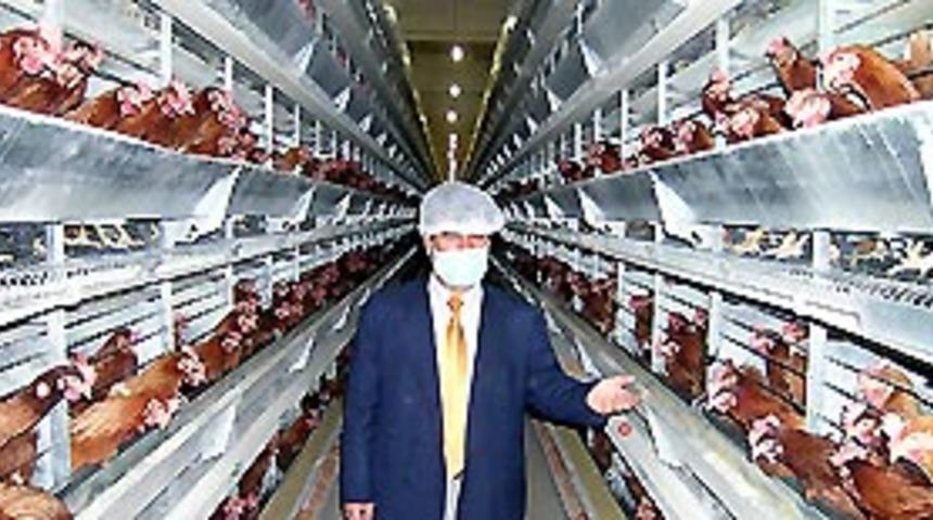 &Ccedil;in'de yeni kuş gribi salgını