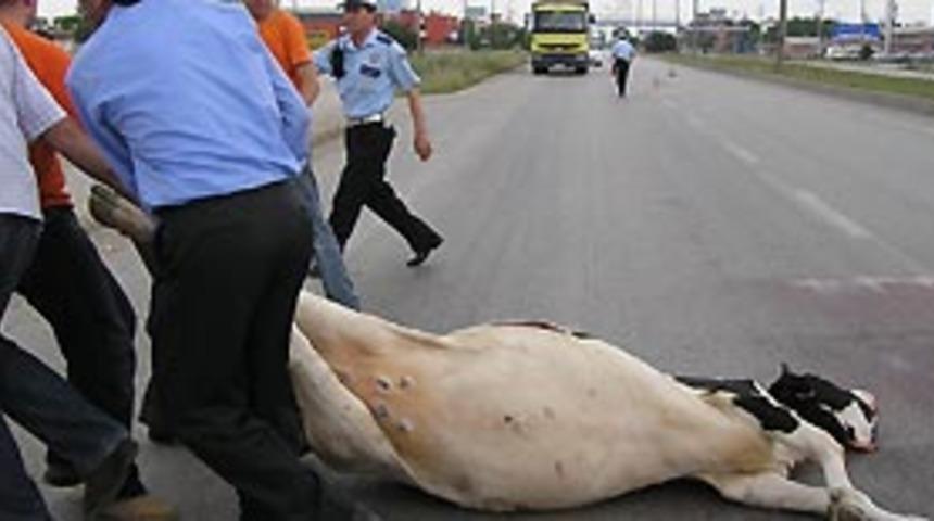 Karayolundaki inekler kazaya yol a&ccedil;ıyor