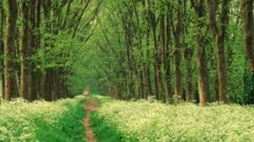 D&uuml;nyada orman kaybı 9,4 milyon hektar