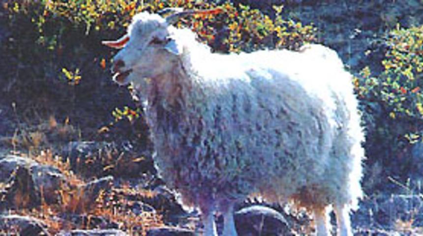 Koyunların toplu intiharı