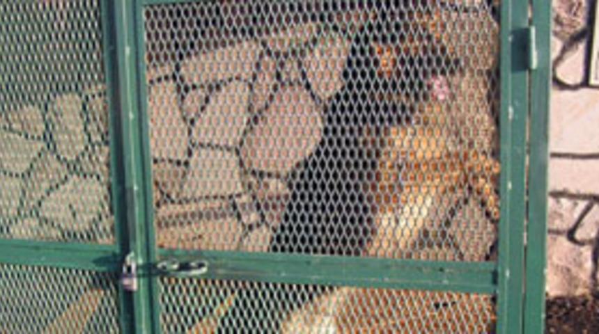 Minik Eren'i k&ouml;pek &ouml;ld&uuml;rd&uuml;