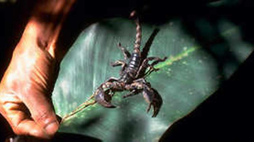 Yılan ve akrep sokmalarına dikkat