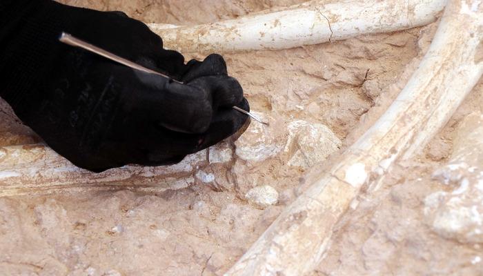 Kayseri’de bulundu! 7,5 milyon yıllık... Müzede sergilenecek