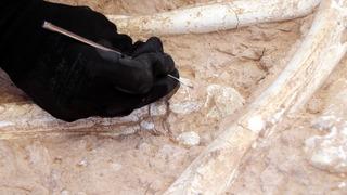 Kayseri’de bulundu! 7,5 milyon yıllık... Müzede sergilenecek