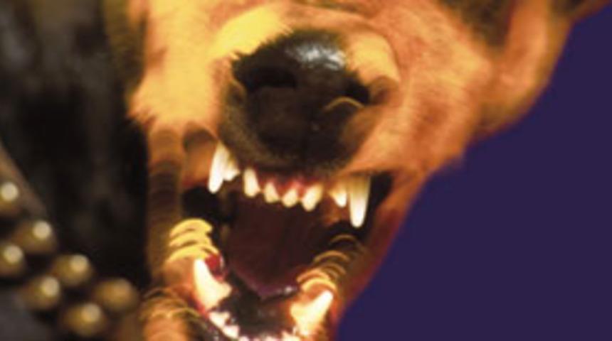 Manisa'da k&ouml;pek, 3 kişiyi hastanelik etti