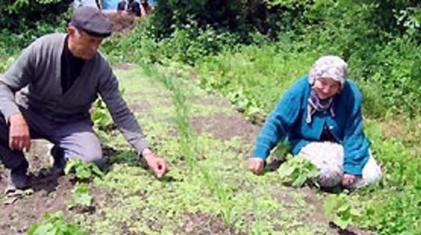T&uuml;t&uuml;n &uuml;reticisi bu yılda buruk