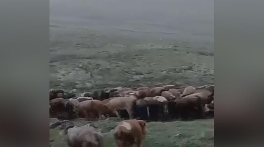 Temmuz ayında şaşkına çeviren manzara! Kar yağdı... Çadıra sığındı