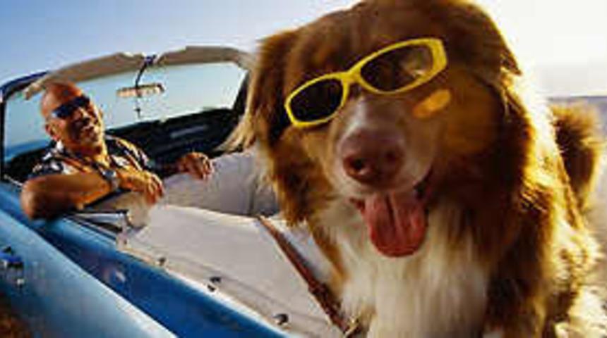 D&uuml;nyanın en b&uuml;y&uuml;k k&ouml;pek fuarı
