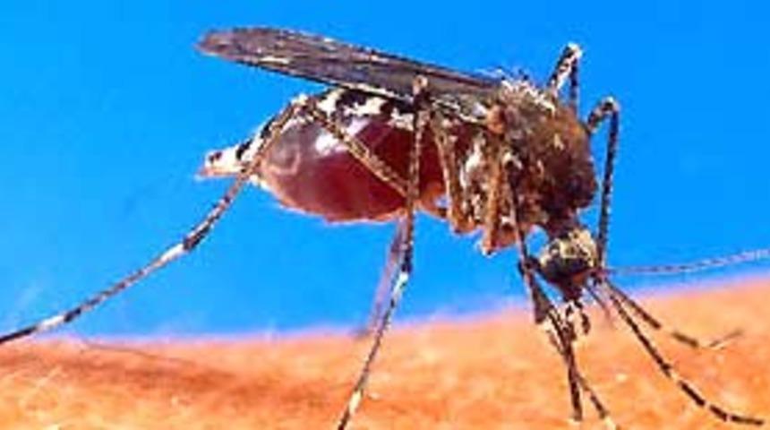 Bilim adamlarından yapay sinek g&ouml;z&uuml;