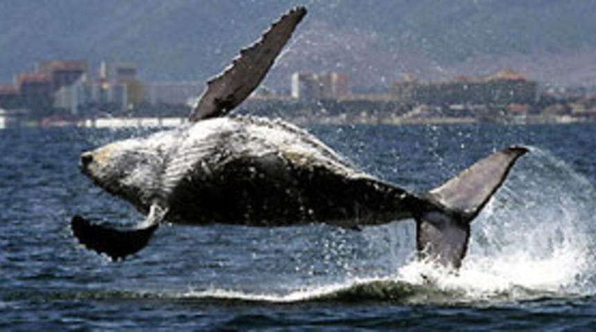 Karaya vuran 9 balina ile 24 yunus &ouml;ld&uuml;