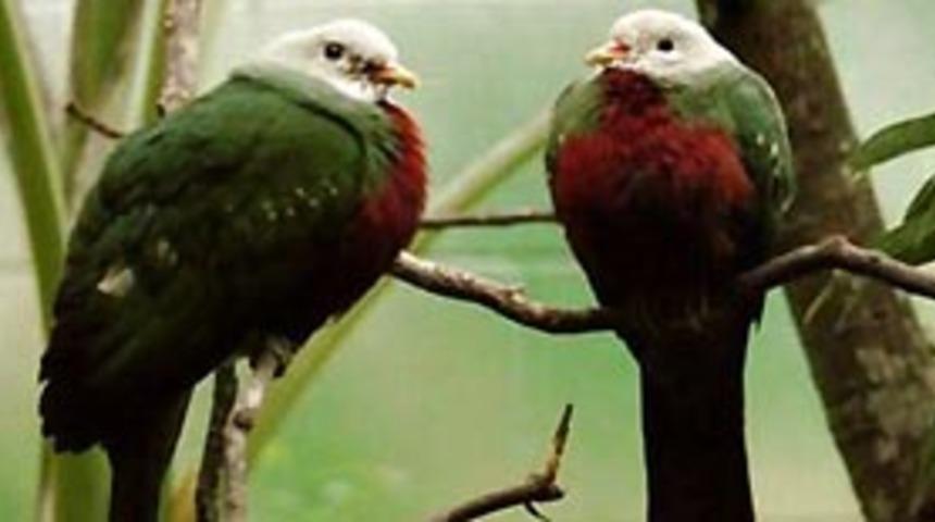 Mersin'de g&uuml;vercin m&uuml;zayedesi