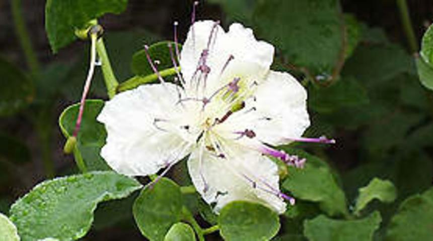 Erozyona karşı kapari