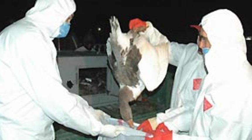 Iğdır'da itlaf edilen hayvan sayısı 390