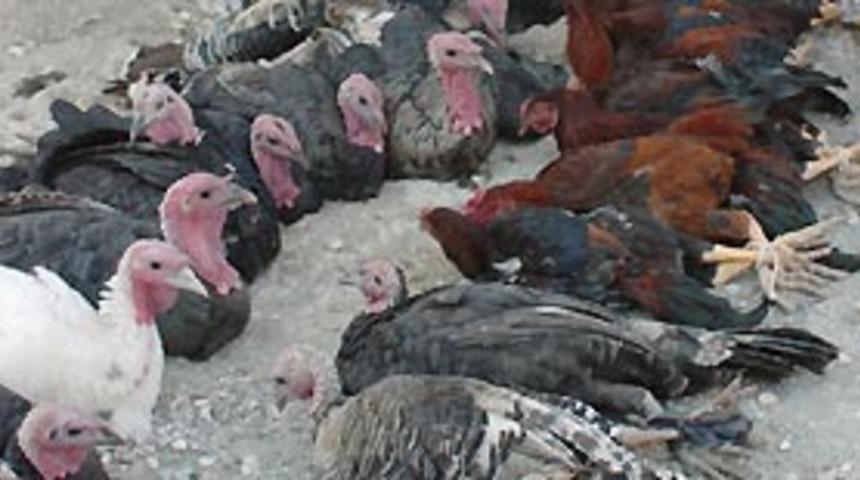 Kuş gribi nasıl anlaşılır? Tedavisi var mı?