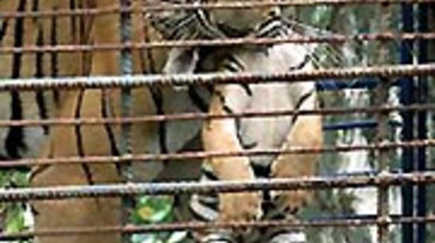 Kaplan yavrularını bir kadın emziriyor