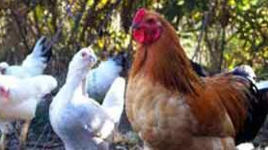 "Tavuk eti riskli değil"