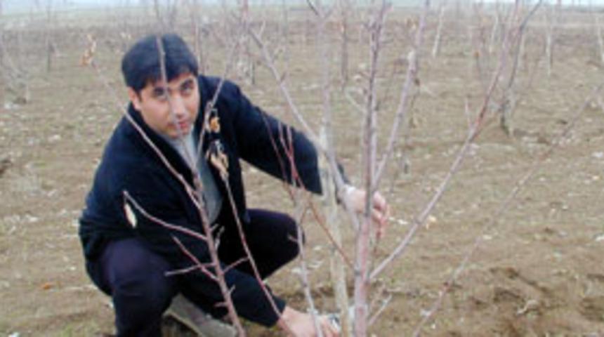 Muş'ta 10 bin meyve ağacı kurudu
