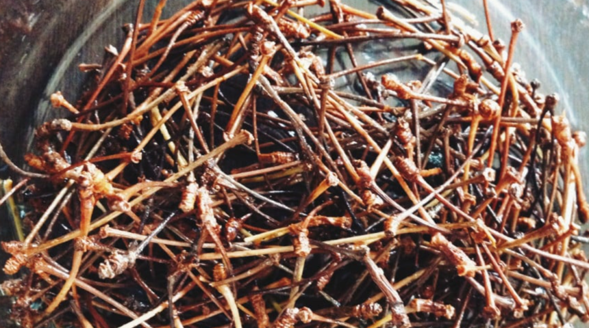 Çöp sanıp atıyorduk: İdrarı söküp atıyor, vücudu tertemiz yapıyor! Bir tutamında mucizeler gizli