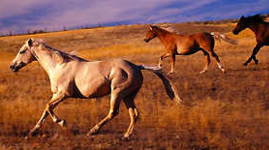 Kuduz at, 3 kişiyi ısırdı