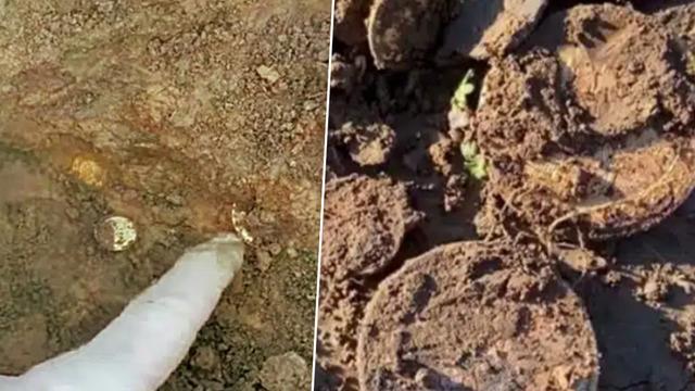Çiftçi tarlasında servet buldu! Kazmayı vurdukça topraktan altın çıktı... Gördüklerine inanamadı