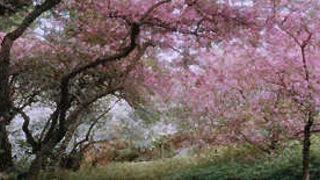 Bahar yorgunluğuna teslim olmayın